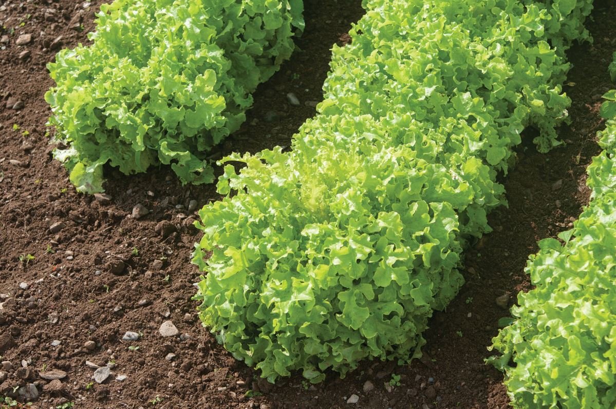 Green Saladbowl – Organic Lettuce Seed